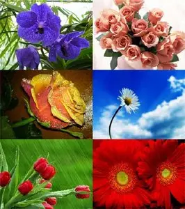 Flowers Wallpapers Vol.2