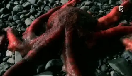 (Fr5) Aliens des fonds marins (2011)