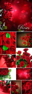 Stock Photo - Red Roses