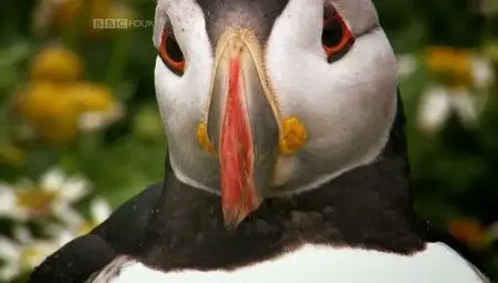 BBC - Birds Britannia (2010)