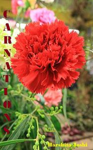 «Carnations» by Harshita Joshi