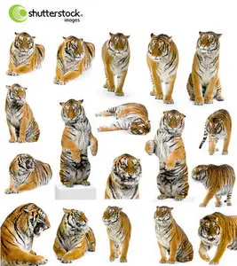 Tigers  