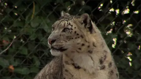 The Zoo: Season 2 Dublin part2