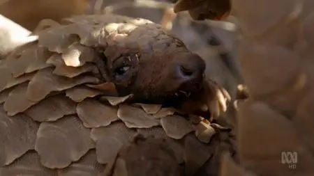 BBC Natural World - Pangolins: The World's Most Wanted Animal (2018)