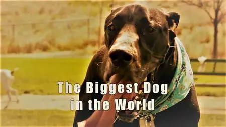 Channel 4 - Biggest Dog in the World (2016)