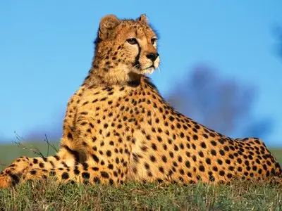 Wallpapers - Animals(pack 2)