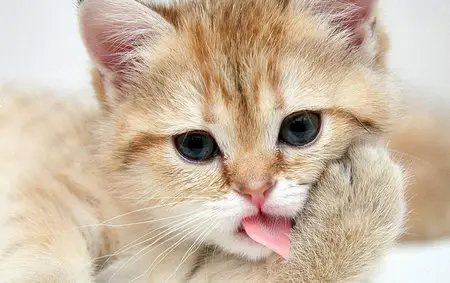 Wallpapers Cats (part-03)