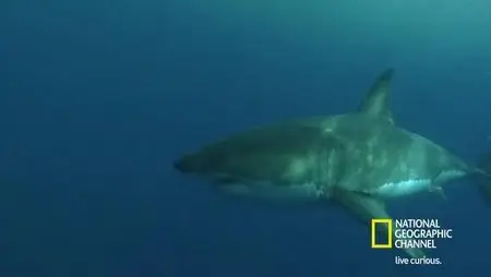 Nat Geo - Expedition Great White Chasing Giants