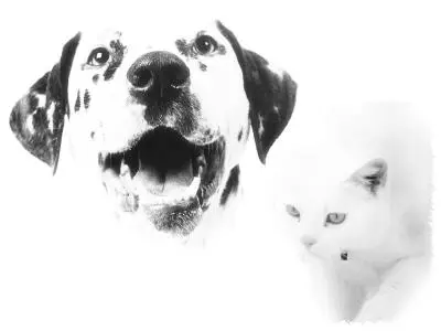 Adobe Photoshop Brushs (Dogs & Cats)