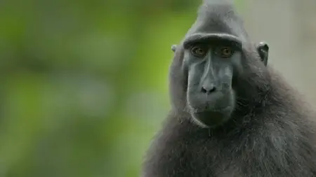 BBC Natural World - Meet The Monkeys (2013)