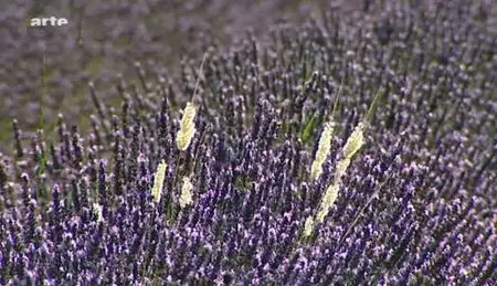 (Arte) Les routes de la lavande (2011)