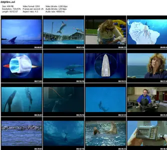 Discovery Channel – The Ultimate Guide: DOLPHINS & WHALES
