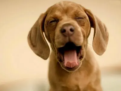 Dogs Wallpaper Pack 1