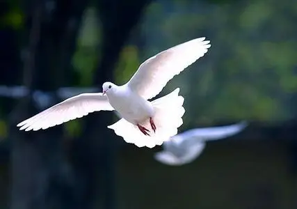 Karl Jenkins - The Armed Man: A Mass for Peace (2001)