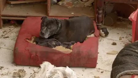 Ch5. - The Woman With 106 Dogs (2019)