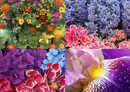Flowers Wallpapers (HQ)