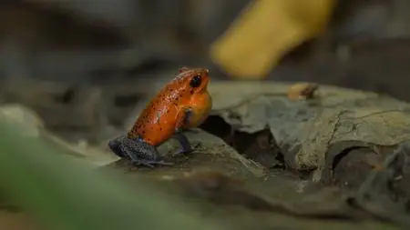Terranoa - Costa Rica: Wildlife under the Rainbow (2018)