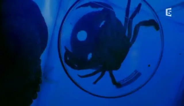 (Fr5) Aliens des fonds marins (2011)