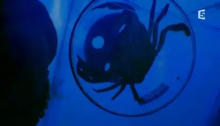 (Fr5) Aliens des fonds marins (2011)