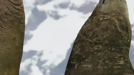 Sieben Kontinente - Ein Planet S01E01