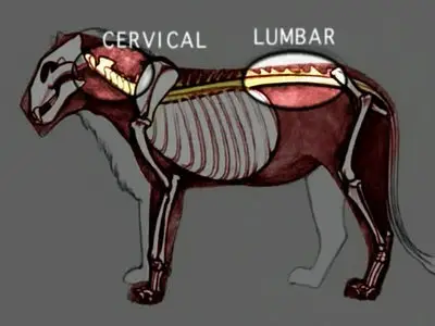 How To Draw Animals with Marshall Vandruff [repost]