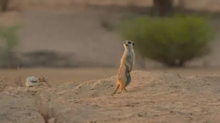 Meerkat Manor: Rise of the Dynasty S01E05