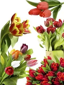 Tulips: Flower photo stock - Part 4