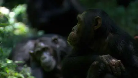 BBC - The Secret Life of Primates (2009)