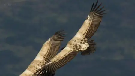 BBC - Life in the Air: Crowded Skies (2016)