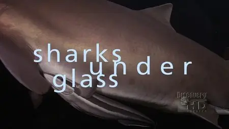 Discovery: Sharks Under Glass