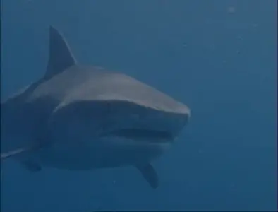 Discovery Channel - Bull Shark - World's Deadliest Shark (2004)