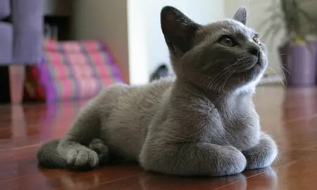 Wallpapers Cats (part-03)