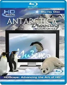 HDScape: Antarctica Dreaming - WildLife On Ice