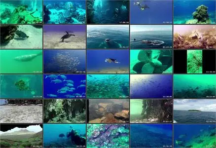 Ocean Circus: Underwater Around the World (2012)