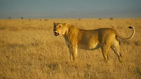 Serengeti (2019) [Complete Season 1]