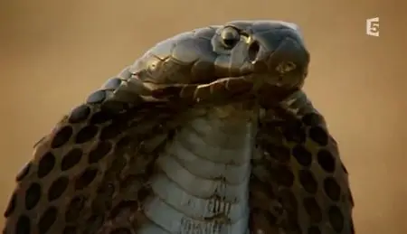 (Fr5) La morsure du serpent indien (2011){Re-UP}