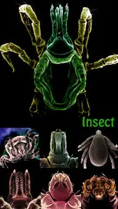 Insect 1,2