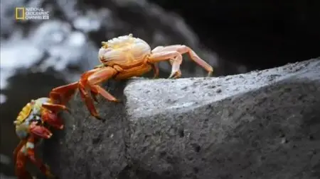 National Geographic - Access 360 World Heritage: Galapagos (2014)