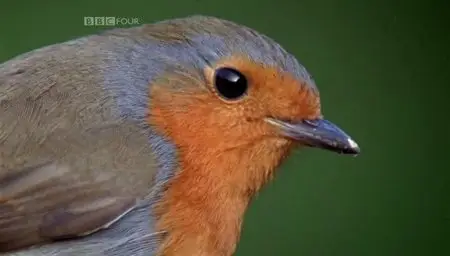BBC - Birds Britannia (2010)