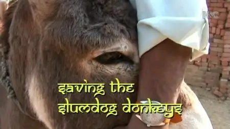Horse and Country - Saving the Slumdog Donkeys (2009)