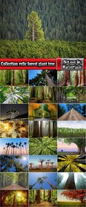Collection relic forest giant tree
