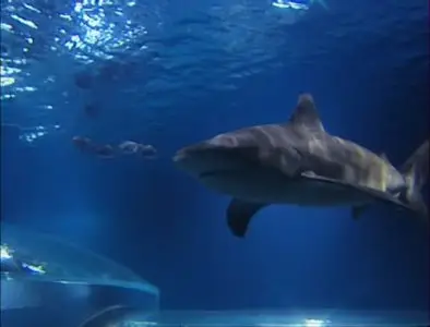 Discovery Channel - Bull Shark - World's Deadliest Shark (2004)