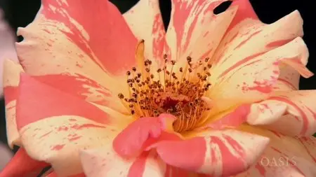 ORF - Rose: Queen of Flowers (2010)