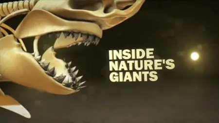 CH4 Inside Nature's Giants - Great White Shark (2013)