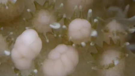 PBS - NOVA: Reef Rescue (2021)