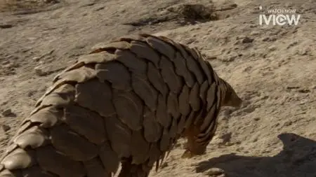 BBC Natural World - Pangolins: The World's Most Wanted Animal (2018)