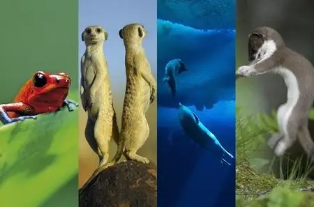 [ARTE HD] Life-L'Aventure de la Vie-La Serie Complete