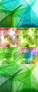 Stock Photo - Macro Leaves