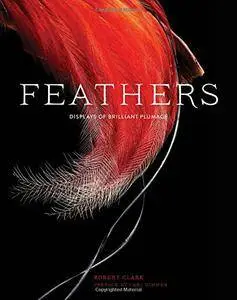 Feathers: Displays of Brilliant Plumage