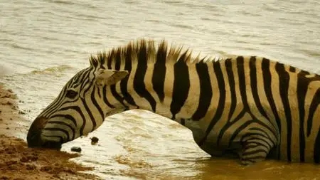 Serengeti (2019) [Complete Season 1]
